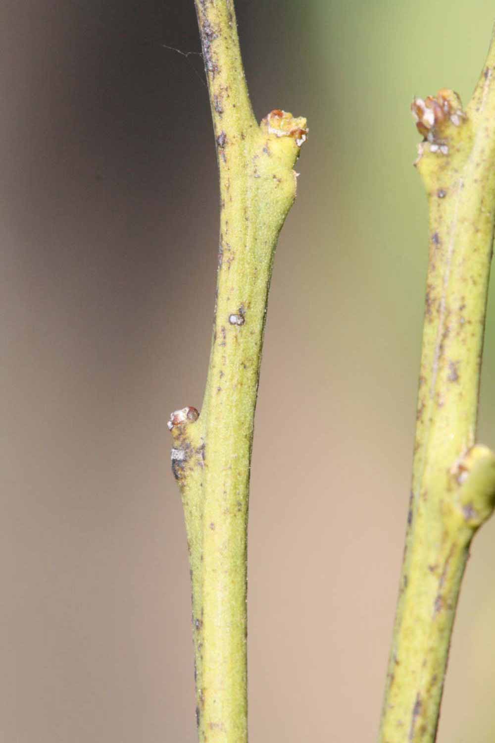              First year twig (Riverside, CA)       